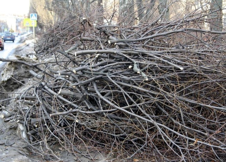 С наступлением весны на многих контейнерных площадках для твердых коммунальных отходов (далее – ТКО) и вблизи них началось массовое складирование спила деревьев..